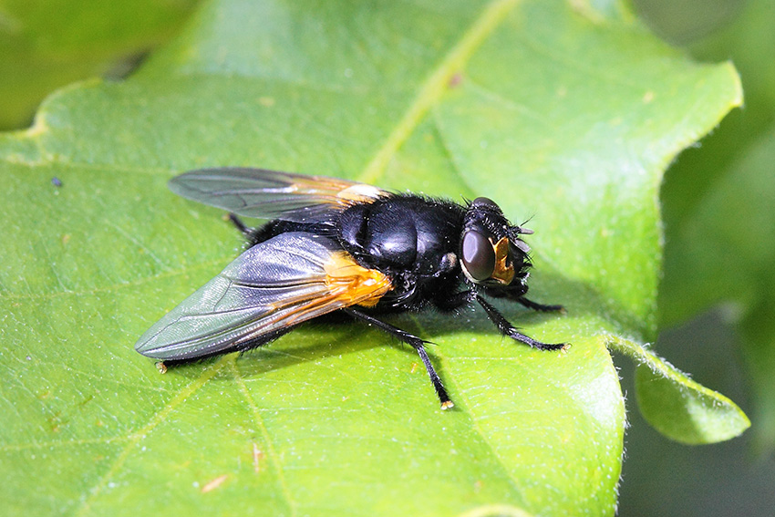 Tachina grossa? No. Mesembrina meridiana (Muscidae)